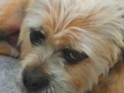 pug-coton_1_20220518_1926098016